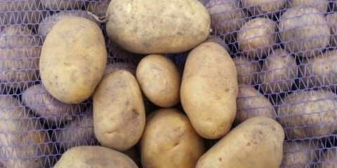 Povjetarac od krompira: karakteristike sorte